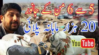 Dairy farmers M.Jhangir Tips For Cattle Business | Exclusive Interview in Malir Cow Mandi