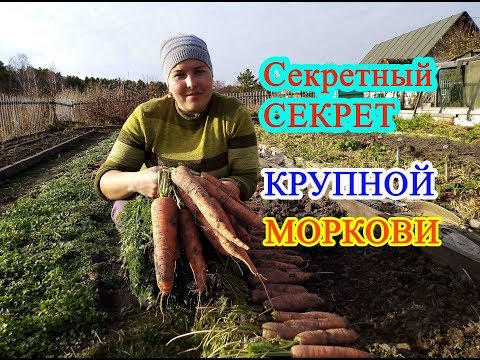 Секретный секрет крупной моркови