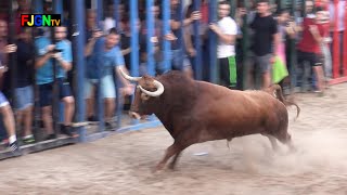 Toro cerril ganadería Talavante - La Soledad 2019 - Nules (Castellon) Bous Al Carrer [Toros FJGNtv]
