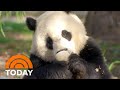 Smithsonian Zoo Celebrates 50 Years Of Its Giant Panda Program