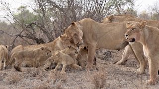 The 6 New cubs of the Mayanbula Pride Surprises us as we Follow the Lionesses on the Move Ep121