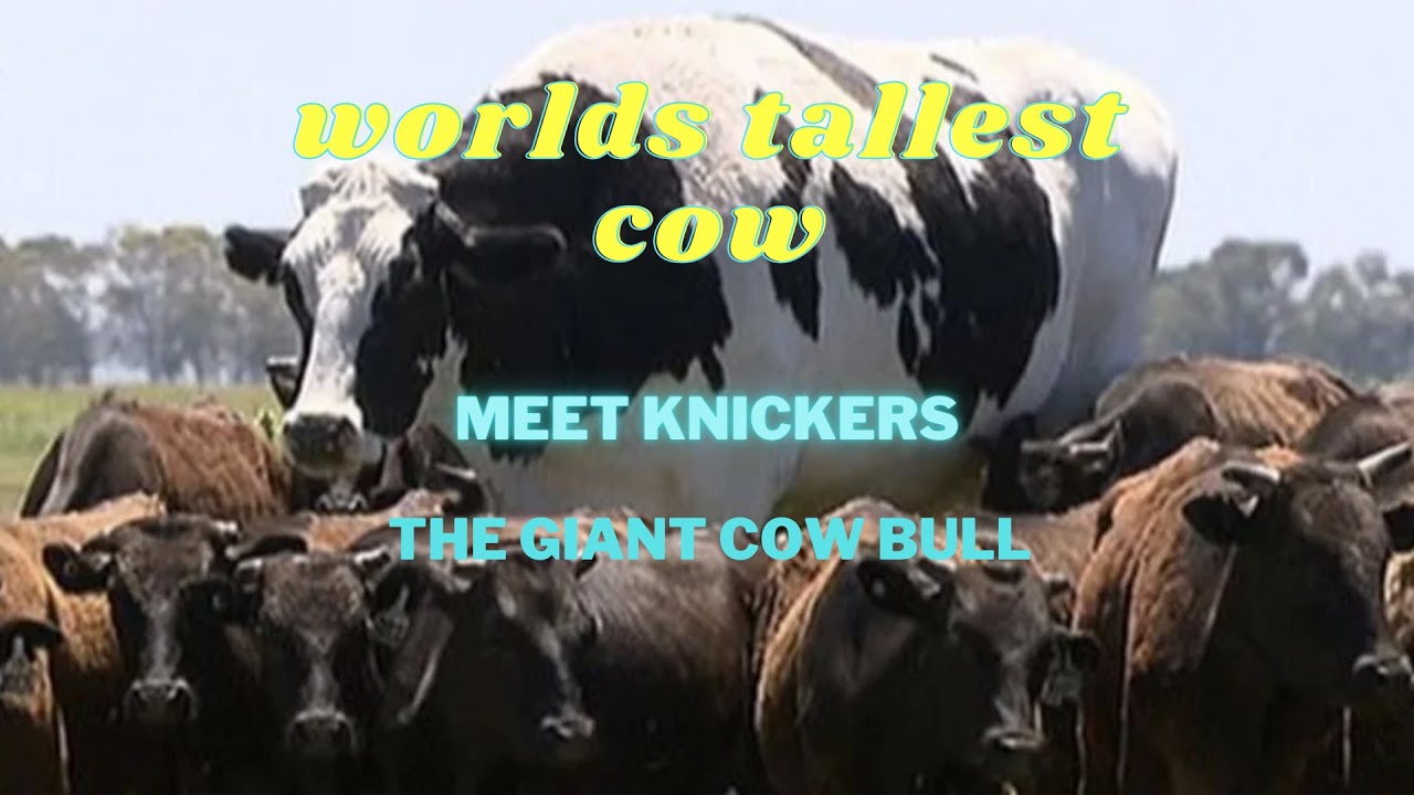 Largest Cows On Earth And The World's Tallest Cow Meet Knickers YouTube