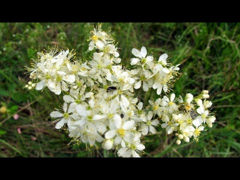 Video: Dropworts In The Garden - Filipendula Dropwort Mädesüß Info und Pflege