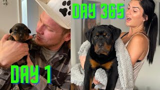 Baby Rottweiler To Full Grown in 20 Minutes by The Rotty Ranch 37,967 views 11 months ago 22 minutes
