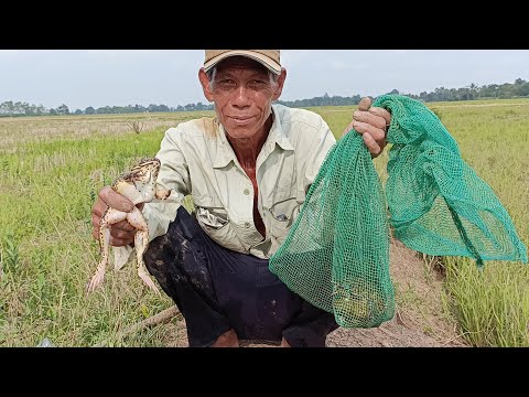 Video Bắt ếch ở cánh đồng khóm -8 Sóc Trăng & bắt ếch kêu... - youtube