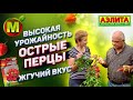 🌶️ Острые Перцы на 2021 год. Жгучий вкус. Высокая урожайность.