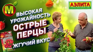 🌶️ Острые Перцы на 2021 год. Жгучий вкус. Высокая урожайность.