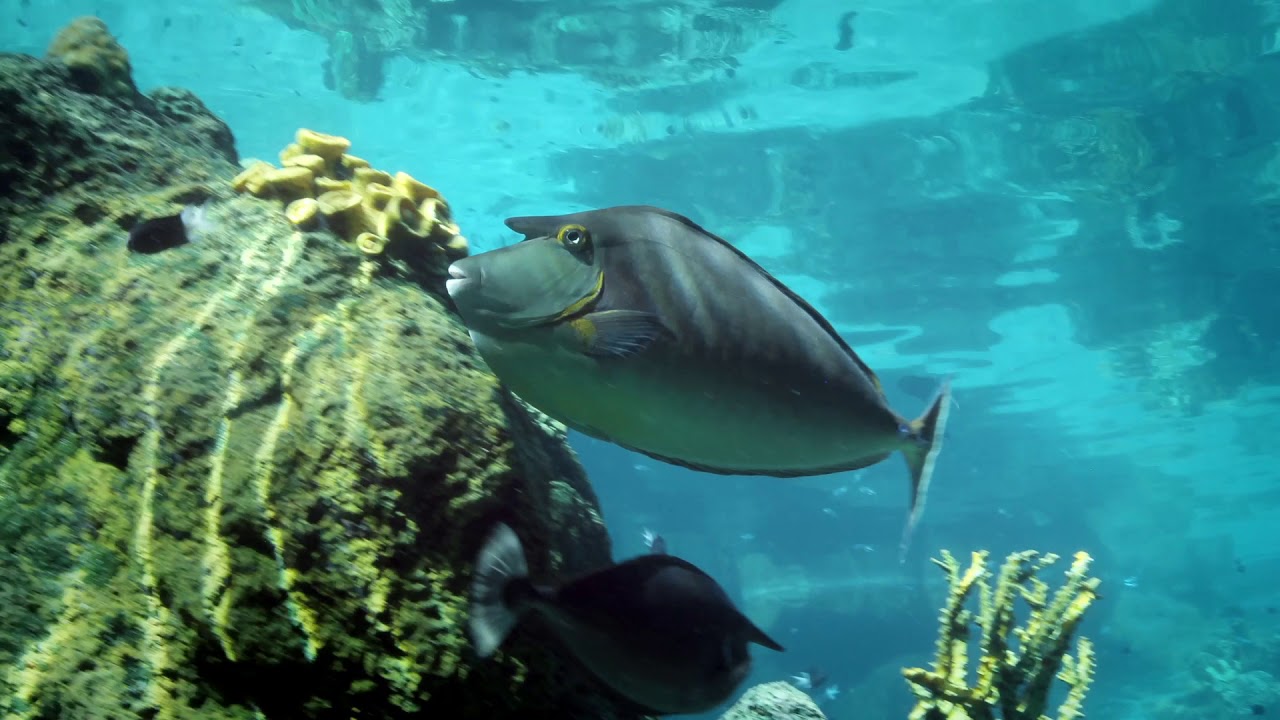 video Sea World Gold Coast