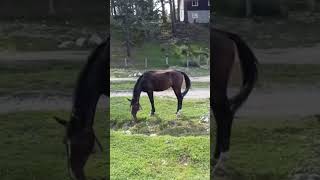 Лошадь С Колокольчиком...#Любителиотдыха #Животные