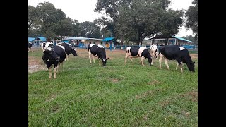 Savar dairy farm activities in covid-19 || Savar daiy farm