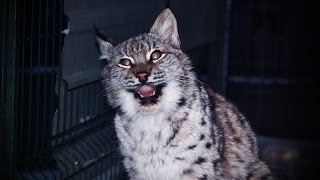 Talking lynx