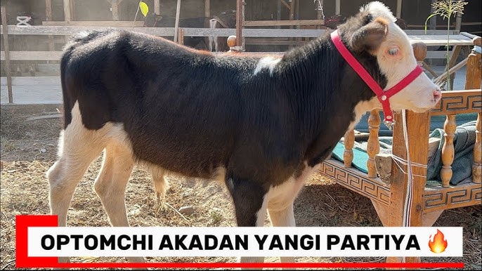 Men hozir juda kop siltana boshladim va mening qolim boshashdi.