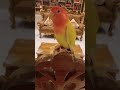 কেনো বলেন নাই😒#birds #trending #parrot #viral #memes #shorts #funny