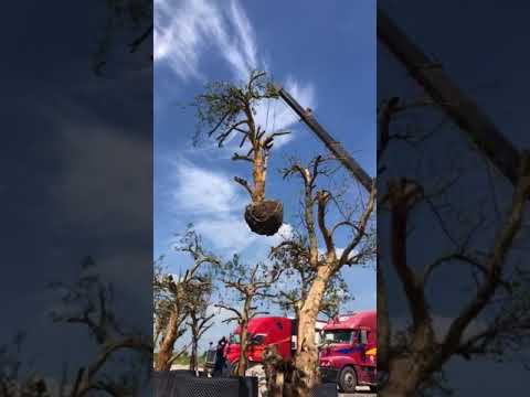 Video Cẩu cây cho khách Quảng Ngãi. Lựu đỏ cổ thụ. 0911451210 - youtube