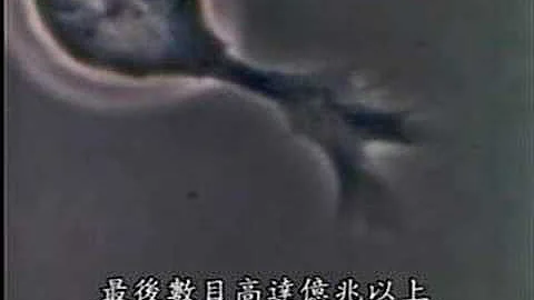 神经细胞连结是大脑学习及记忆的基础 - 天天要闻