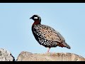 Black Francolin Calling ( Francolinus francolinus ) Φραγκολίνα -  Karpasia, Cyprus - 21/4/2022