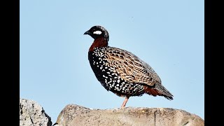 Black Francolin Calling ( Francolinus francolinus ) Φραγκολίνα -  Karpasia, Cyprus - 21/4/2022