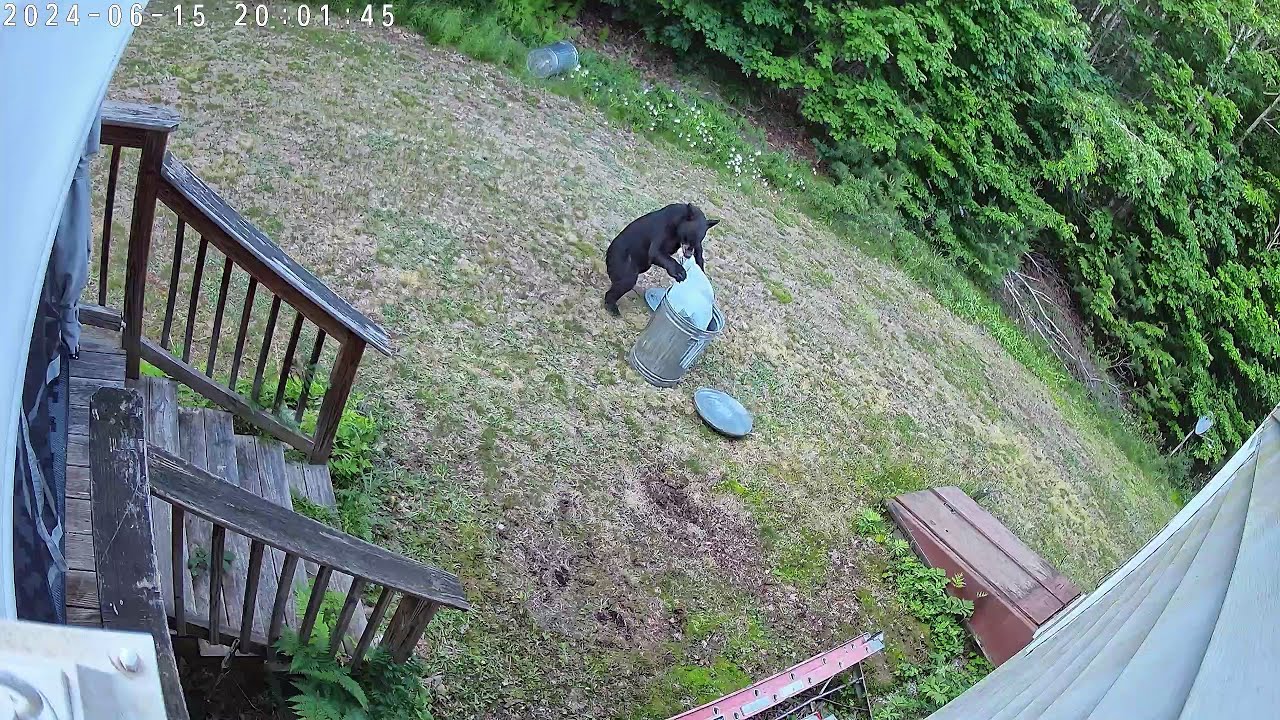 Caught on Camera: Trash Thief - YouTube