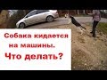 Собака кидается на машины. Что делать?