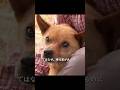 墓に住み続ける犬　その中にあった秘密を知った飼い主は涙する#shorts #動物解説 #犬のサムネイル
