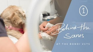 What's Wrong With Bindi? - Behind The Scenes At Bondi Vet Hospital - Dr Kate Adams, Bondi Vet by Dr Kate Adams 1,392 views 6 years ago 7 minutes