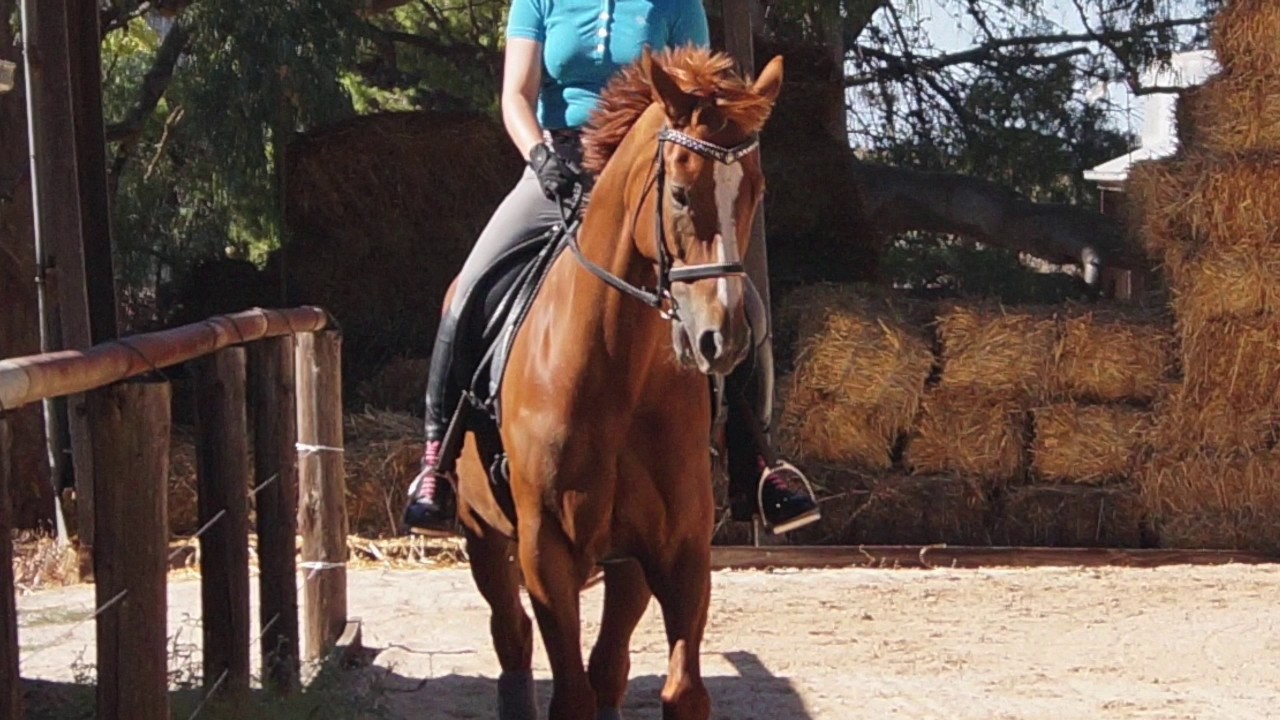 Shoulder In and Shoulder Fore