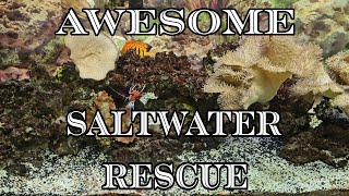 Awesome Saltwater Rescue