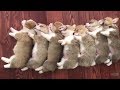 ♥面白いことをしているかわいい犬と猫P35♥面白い動画2018