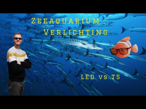 as Conciërge Oppositie Zeeaquarium Verlichting: LED vs T5 - YouTube