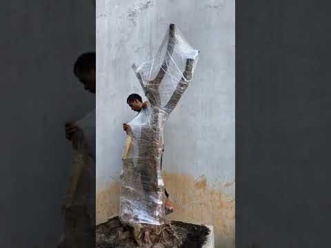 Video Hướng dẫn cách bọc quấn nilong cho phôi cây - youtube