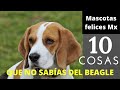 10 Cosas que no sabías del Beagle