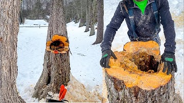 How to CUT HOLLOW TREES