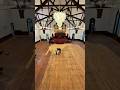 Historic Church Floor Restoration | Before & After ✨🏆 #hardwoodfloors #restoration #beforeandafter