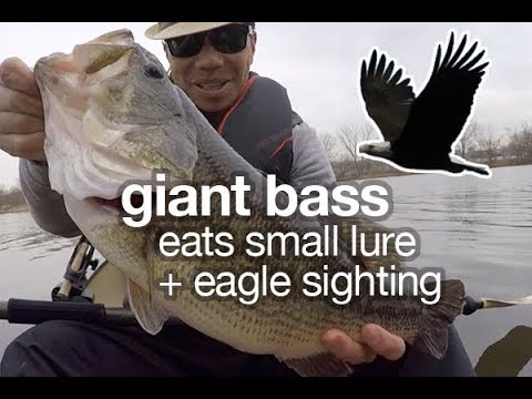 Johnson Beetle Spin Catches Big Bass, 5 Pounder! 