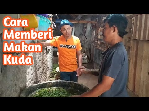 Video: Bagaimana untuk Berpeluh Kuda dengan serta-merta