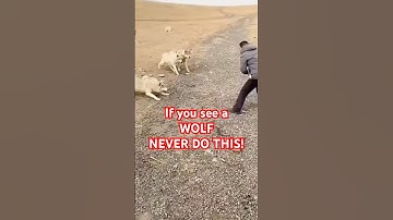 If You See a Wolf, NEVER Do This