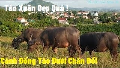 Cánh Đồng Táo Xuân, Đài Loan Đẹp  Dưới Chân Đồi I Nui Doi Luc Ngan 98