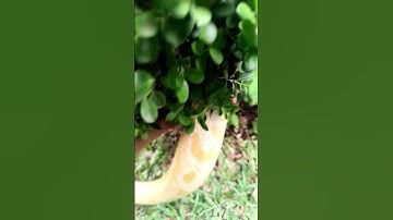 BURMESE Python handling #burmesepython #reptiles #snake