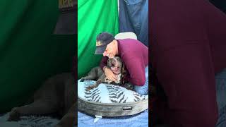 NEW! A5592511 Bamboo | Pitbull / Pointer Mix by United Hope for Animals 214 views 5 months ago 1 minute, 7 seconds