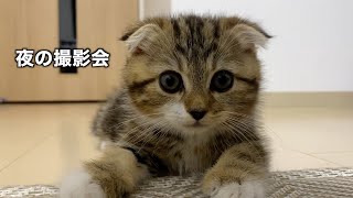 アップ撮影に付き合う夜更かし子猫の件【スコティッシュフォールド】