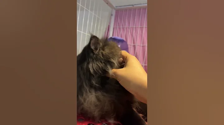 Video 11607881: persiancat persians, persiancat pets catlover, persiancat cats catlover, persiancat black cat