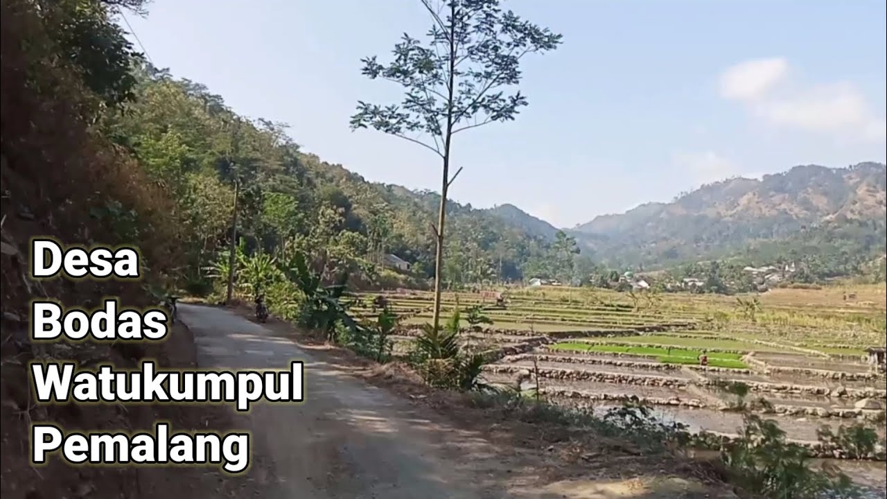 Menelusuri jalan desa Bodas Watukumpul Pemalang | Agustus 2024