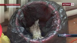 видео: Сүтке су қосып беру. Қызылорда облысындағы балалардың жазғы демалыс орындары туралы... картинка: Сүтке су қосып беру. Қызылорда облысындағы балалардың жазғы демалыс орындары туралы...