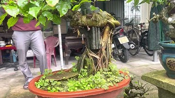 Lộc vừng ôm đá