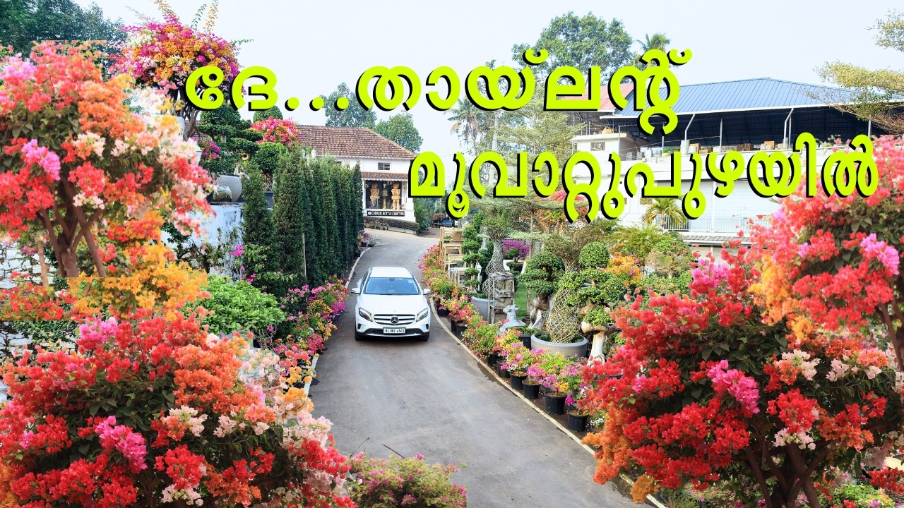 തായ്‌ലൻഡിൽ നിന്നും കൊണ്ടുവന്ന ബോഗൈൻവില്ലെകളുടെ മായാലോകം l ഒരു ഗാർഡനു വേണ്ടതെല്ലാം ഇവിടെ കിട്ടും 