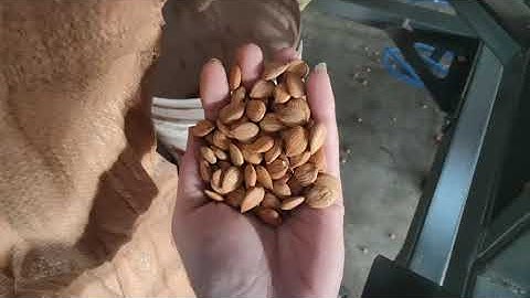 Almond Sorting Machine