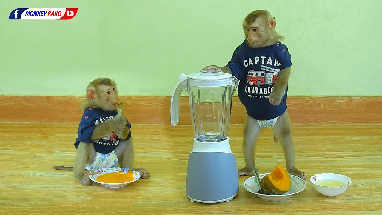 Monkey Drink Juice | Obedient Kako Making Boiled Pumpkin Shake