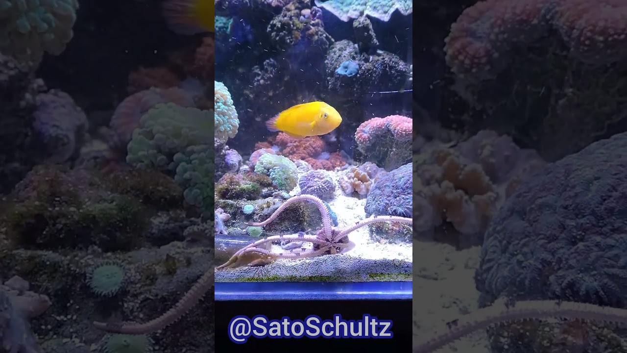 Ophiolepis superba | Офиура, змеехвостка 