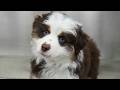 Warning may cause dopamine boost  adorable mini american shepherd puppy