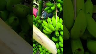 #godavari coast #ravulapalem #bananamarket #చక్కెరకిల్లీ #అరటిపండు #గోదావరి